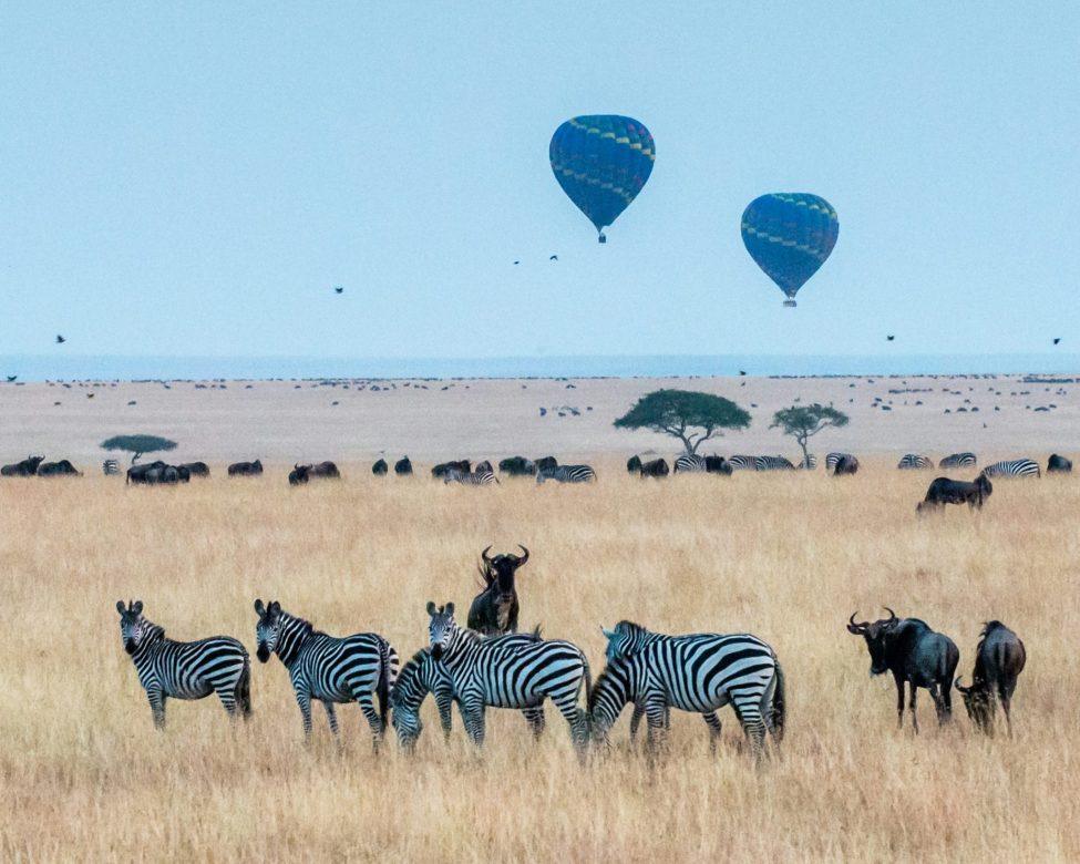 Best Time to Visit Amboseli National Park: Complete Wildlife Safari Guide